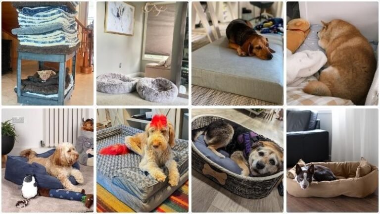 DIY Dog Bed